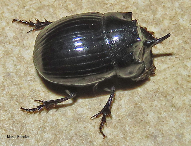 Copris elphenor
