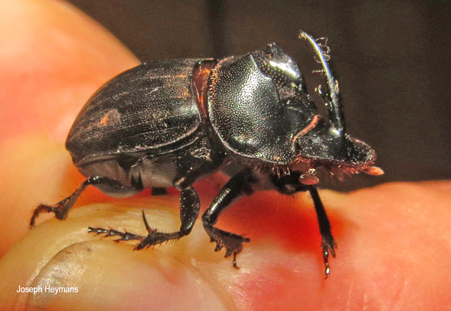 Copris fidius