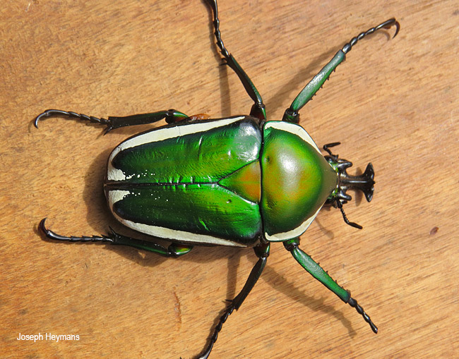 Dicronorrhina derbyana