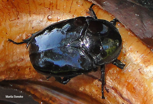 Diplognatha gagates