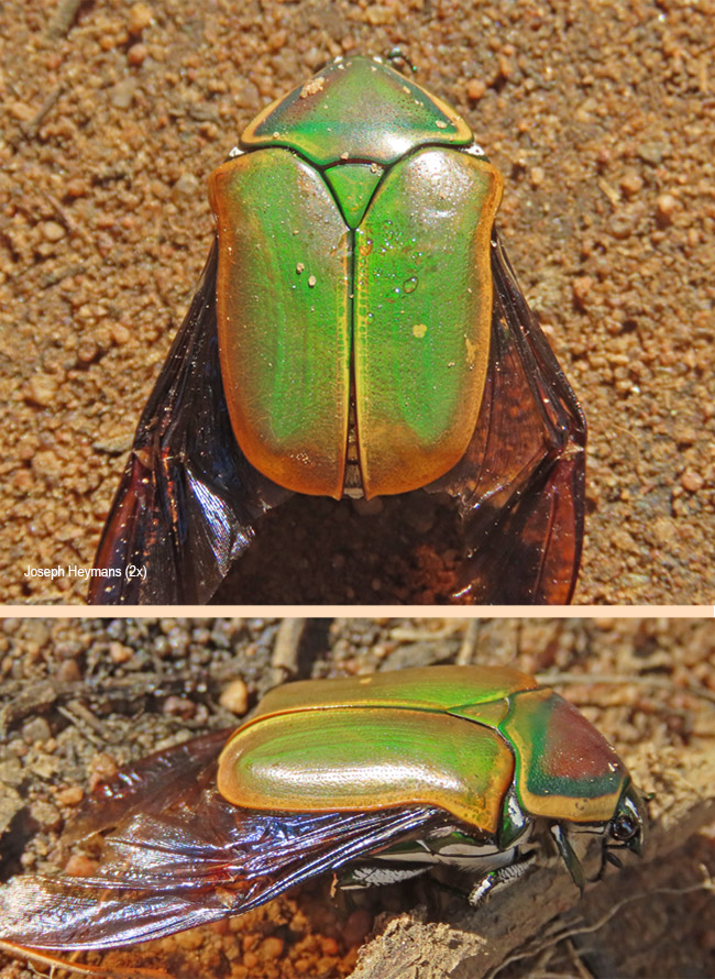 Dischista cincta