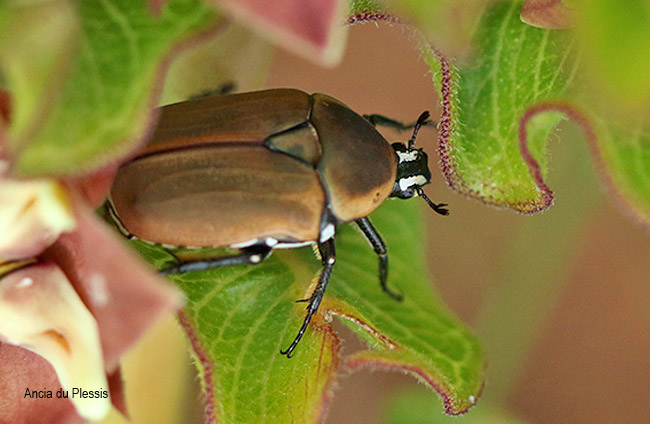 Dischista cincta