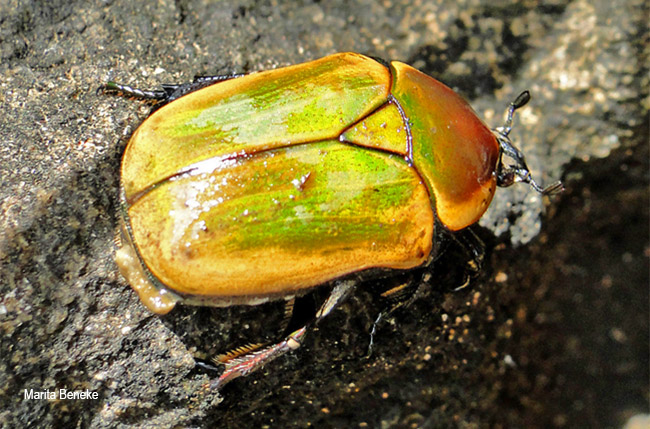Dischista rufa