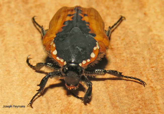 Dolichostethus levis