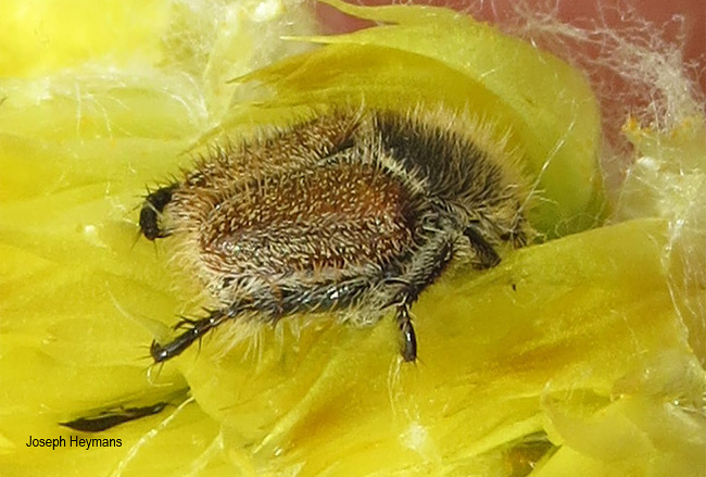 Eriesthis species