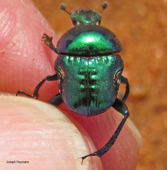 Gymnopleurus virens