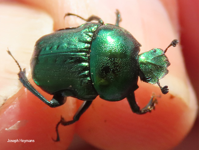 Gymnopleurus virens