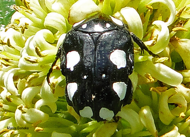 Mausoleopsis amabilis
