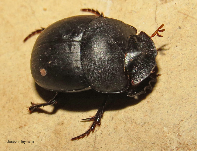 Metacatharsius opacus