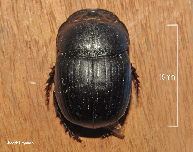 Metacatharsius troglodytes