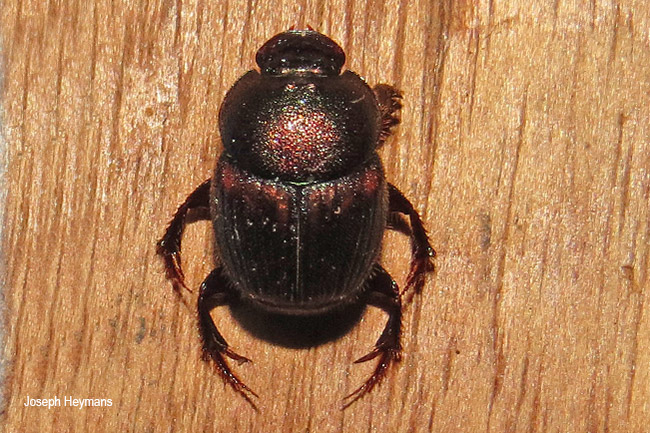 Onthophagus species