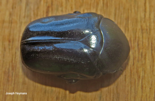 Oplostomus fuligineus