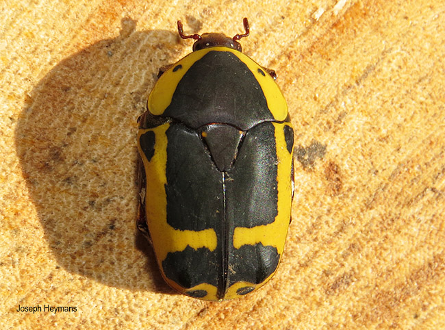 Pachnoda sinuata