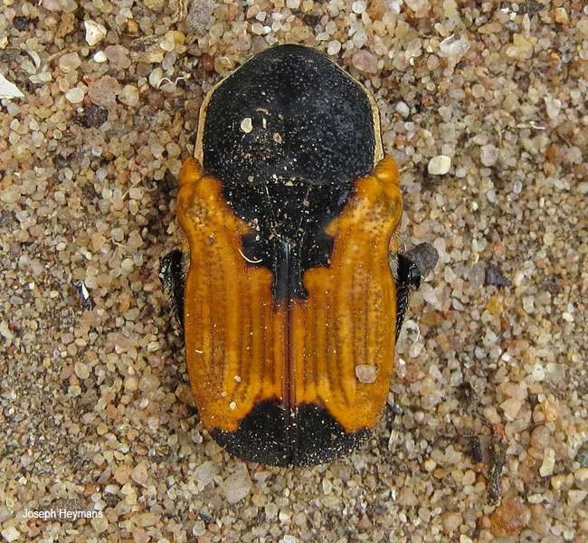 Phonotaenia belteata