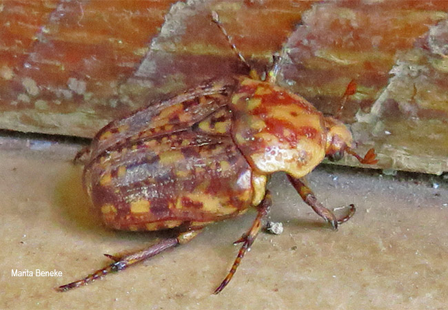 Porphyronata species