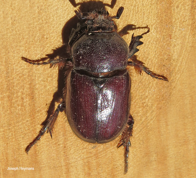 Pycnoschema species