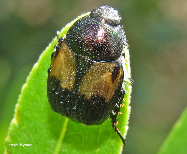Scarabaeidae species