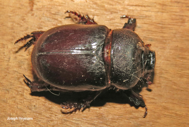 Temnorhynchus coronatus