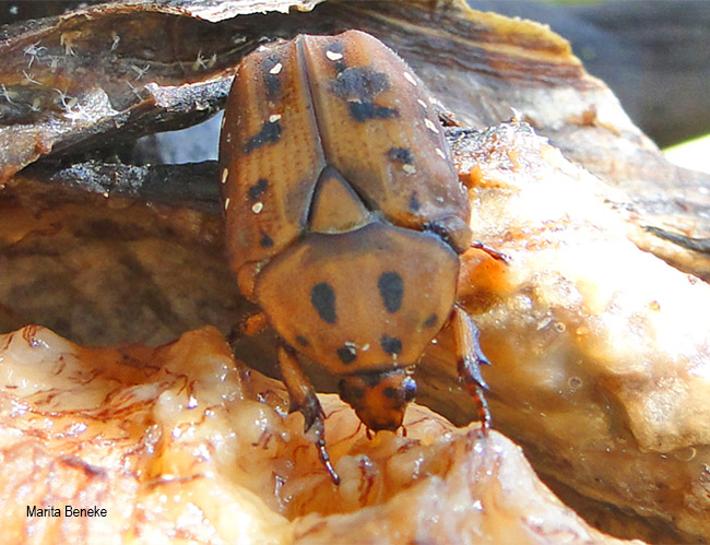 Tephraea leucomelona