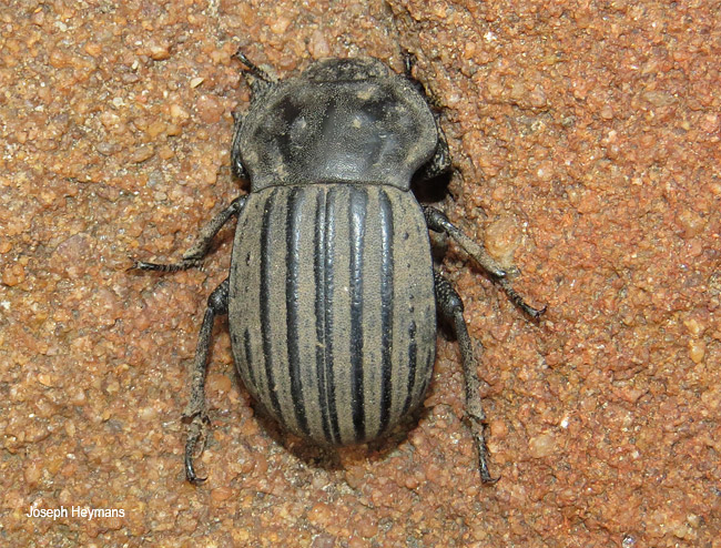 Anomalipus expansicollis