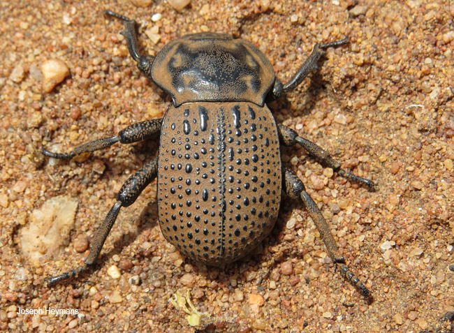 Anomalipus sculpturatus