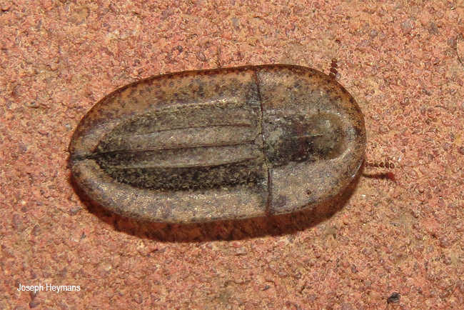 Cossyphus punctatissimus