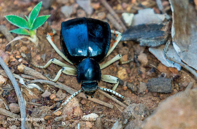 Bouchardium cubicum