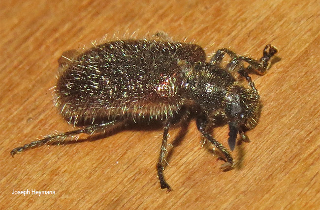 Lopholagria amoena