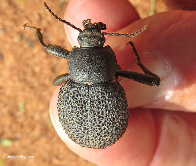 Micrantereus species