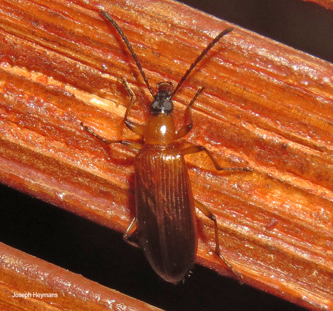 Neoeutrapela species