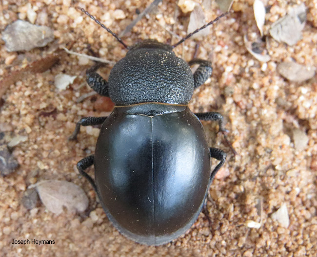 Ocnodes virago