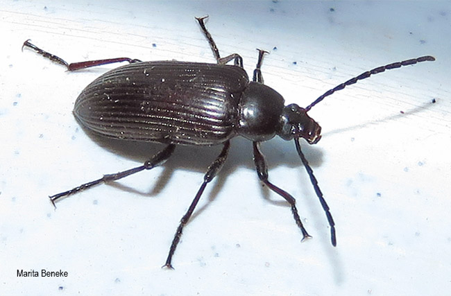 Praeugena species