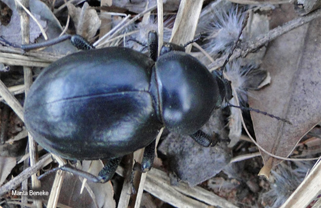 Psammodes bertolonii