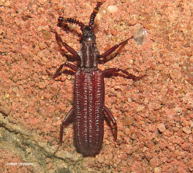 Rhyzodina mniszechii