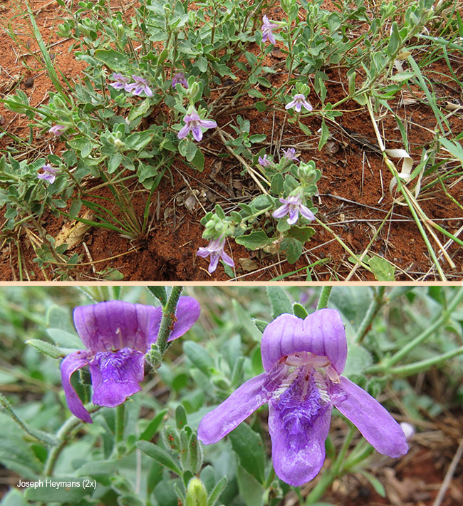 Asystasia atriplicifolia