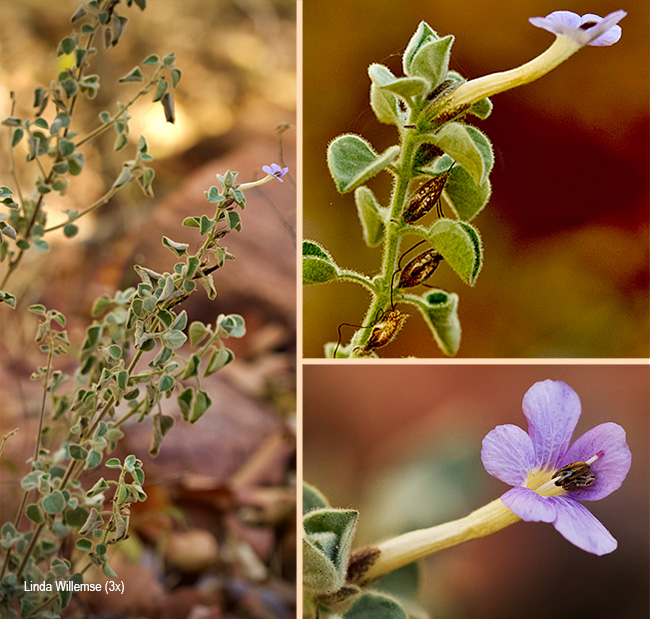 Barleria heterotricha