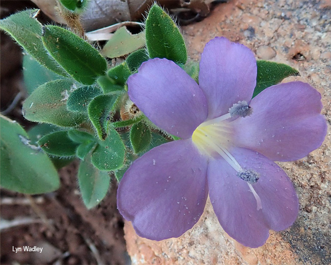Barleria obtusa