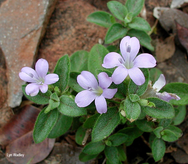 Barleria obtusa