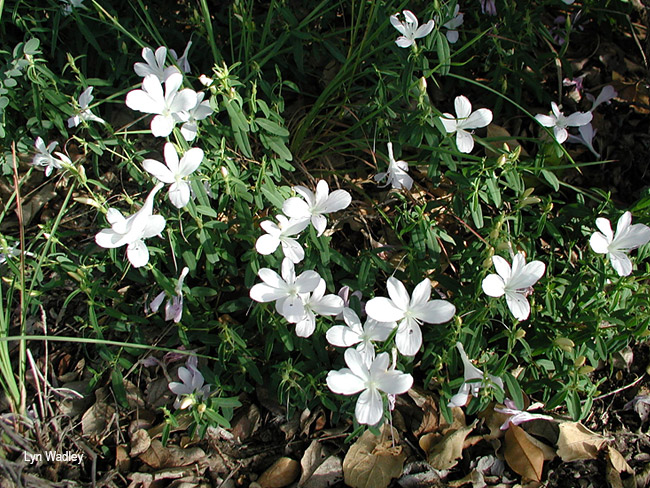 Barleria pretoriensis