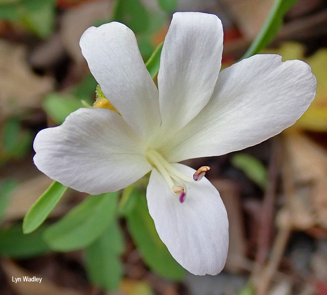 Barleria pretoriensis