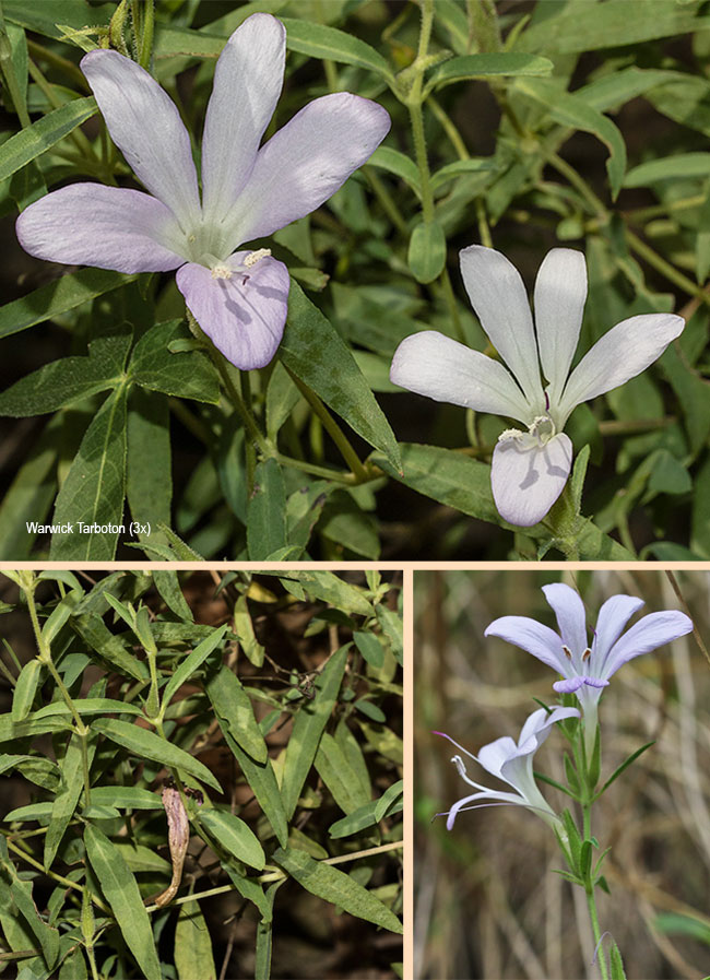 Barleria pretoriensis