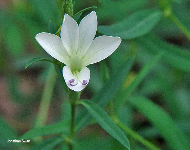 Barleria pretoriensis