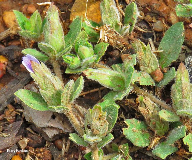 Blepharis innocua