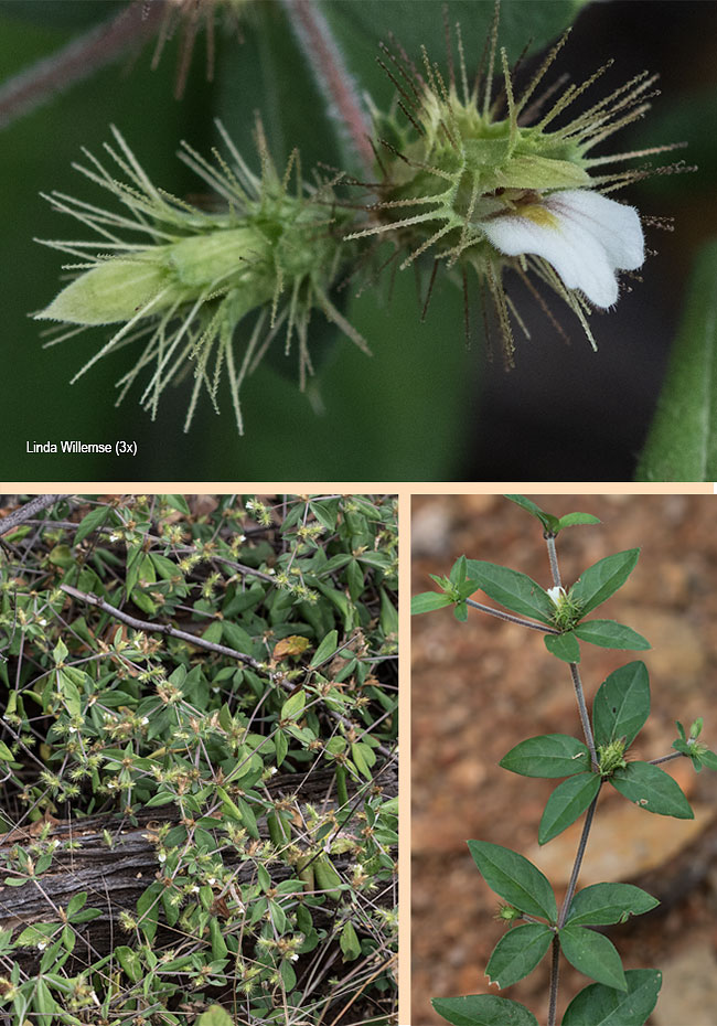 Blepharis madaraspatensis