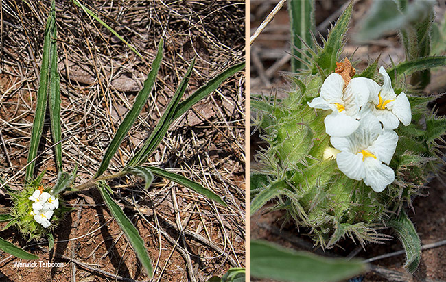 Crabbea angustifolia