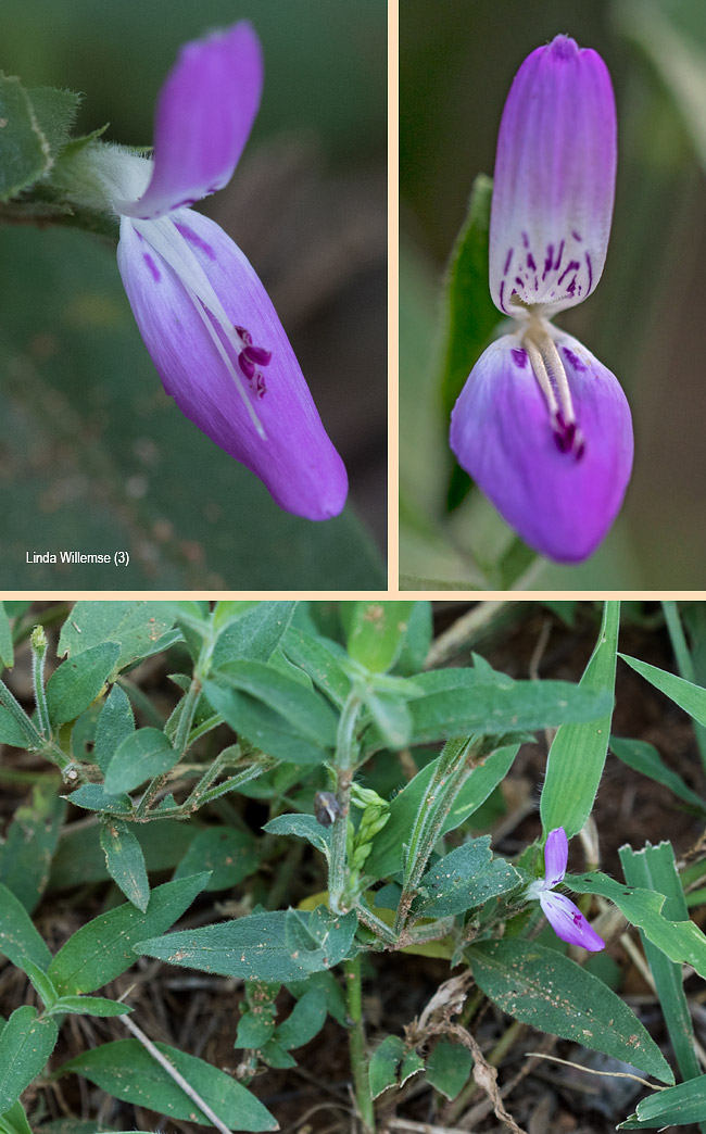 Dicliptera transvaalensis