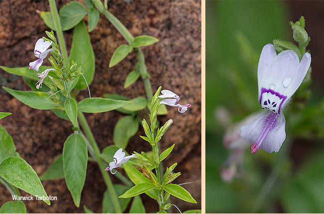 Hypoestes forskaolii