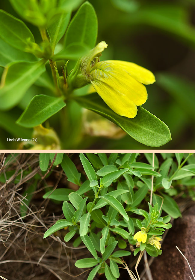 Justicia odorata