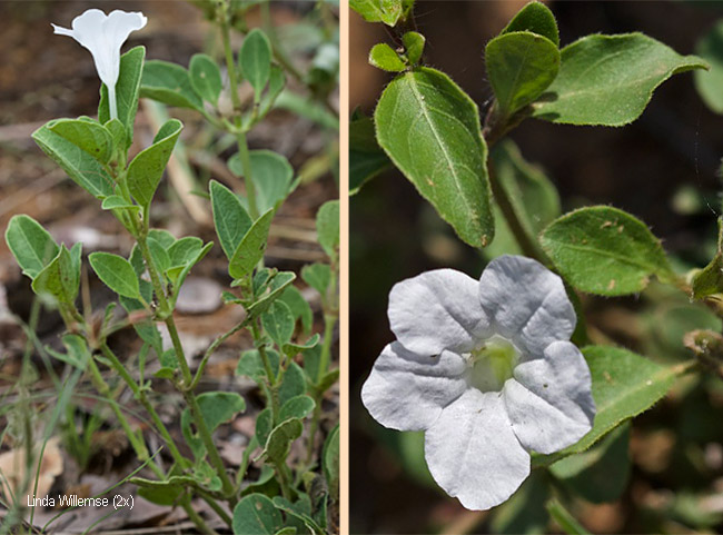 Ruellia patula
