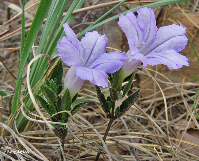 Ruellia cordata